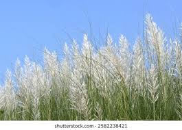 Image result for Saccharum spontaneum