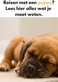 Reizen Met Een Puppy Handige Tips Puppy Leuke Honden Puppy S