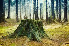Maybe you would like to learn more about one of these? Old Tree Stump Covered With Moss In The Coniferous Forest Beautiful Landscape Stock Photo Picture And Royalty Free Image Image 55849062
