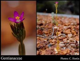 Image result for Gentianaceae