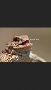 Horned Frog Meme Laughing Animals Lizard Squad Lizard Meme