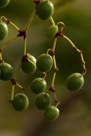 Image result for Cyphostemma kirkianum