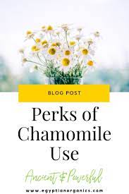 Chamomile As A Powerful Skin Elixir How To Incorporate It Into Your Skin Care Routine Earth Dweller Daily Essential Oils Herbs Chamomiles Natural Care