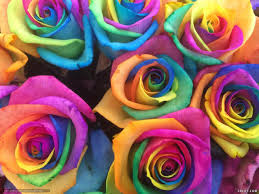 صور ورد ملونة تشكيلة صور زهور في منتها الجمال كلام حب