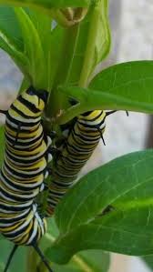 Monarch Butterfly Caterpillars Monarch Butterfly Garden Milkweed Plant Monarch Caterpillar