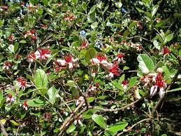 Image result for Feijoa sellowiana