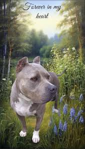 I would like to share this beautiful pic someone made for me . This was  gunnery ,rescued her at 16 months and cancer took her at 7.One of the  saddest days of