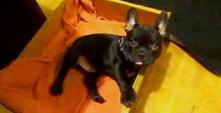 But, with this comes expense and you'll have to pay a premium if you really have your heart set on getting. French Bulldog Puppy Argues Bedtime Life With Dogs