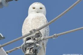 Birds Of Prey Upstate New York Snowy Owl Taken 2 10 2014 In Three Mile Bay Upstate New York With Images Snowy Owl Owl Snowy