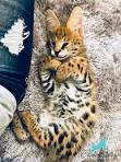 Servals For Sale