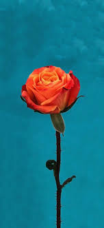 Check spelling or type a new query. Rose Iphone In 2021 Rose Wallpaper Flower Background Iphone Flower Iphone Wallpaper