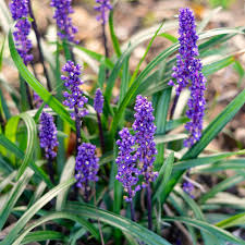 Maybe you would like to learn more about one of these? Buy Liriope Muscari Royal Purple Online Southern Woods