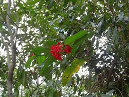 Image result for Alafia caudata