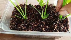 Sejauh ini, cara termudah untuk menanam daun bawang adalah dengan menumbuhkannya kembali dari stek. Cara Mudah Tanam Dan Memperbanyakkan Pokok Daun Sup Di Rumah Tanam Youtube