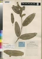 Image result for Ozoroa reticulata