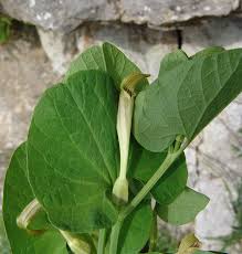 Image result for Aristolochia zenkeri