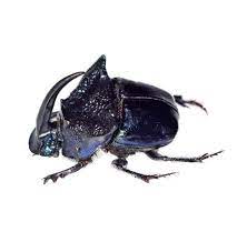 Phanaeus Quadridens Male Blue Horned Rhinoceros Scarab Dung Beetle  Guatemala Pinned - Etsy Canada