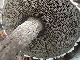 Image result for Strobilomyces strobilaceus