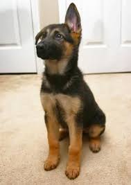 Then fall to the side, cross over, and then fall back down i have seen german shepherd ears come completely up after nine months. German Shepherd Puppy By Bridgette Jons Cute Animals Shepherd Puppies German Shepherd Puppies