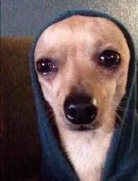 Lostinveins Animal Memes Dog Memes Cute Animal Memes