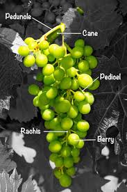 World Of Wine Grapevine Anatomy