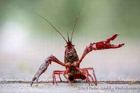 Copyright © 2016 by houghton mifflin. Red Swamp Crayfish Procambarus Clarkii Species Profile