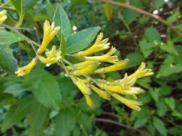 Image result for Cestrum parqui