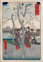 Welcome to my ebay store. Cherry Blossom Wikiwand