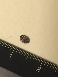 They seem to be limited to the soil and are not on the leaves. Need Id Please Found Indoors In Seattle Wa On Window Sill With Plants Crunched When Squished Ruler For Scale Cm Couldn T Find Any Info When Searching For Common Houseplant Pests Whatsthisbug