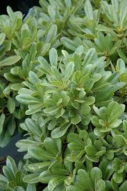 Japanese plants mock orange shrub garden care perfect plants outdoor plants mock orange japanese garden garden compost dwarf shrubs. Wheeler S Dwarf Mock Orange