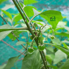 Image result for Solanum anguivi