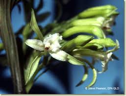 Image result for Corymborkis