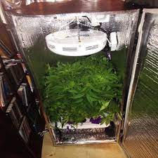 Don't let lack of space get in the way of growing healthy, organic apartment dwellers, schoolteachers, and anyone else who wants to grow a lot of food in a little space will find a great small garden resource in grow. How To Grow Weed In Small Spaces Weedseedshop