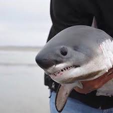 To begin our facts about great white sharks we ask this question, where does the great white shark habitat? Cute Baby Cute Great White Sharks Novocom Top