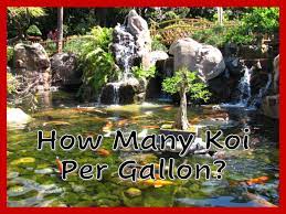 If you have 4 koi in a 2000 gallon pond (as it is commonly suggested by pond experts) then the oxygen is depleted in 33 minutes if you do not oxygenate. How Many Koi Per Gallon Aquatic Veterinary Services
