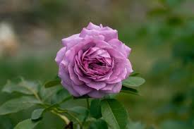 Find many great new & used options and get the best deals for rose tree pacific floral jacobean tallow red (pair) button up king pillow shams at the best online prices at ebay! 166 Blue English Pink Roses Photos Free Royalty Free Stock Photos From Dreamstime