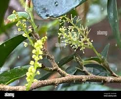 Image result for Antidesma membranaceum