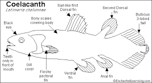 1857 any of an order ( coelacanthiformes ) of lobe finned fishes known chiefly from paleozoic and. Coelacanth Printout Living Fossil Shark Diving Teeth