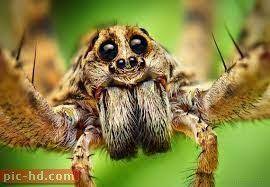 صور العناكب انواع العناكب ومعلومات عنها spider face wolf spider amazing macro photography