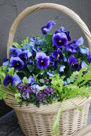 Beautiful Basket Of Purple Pansies Fruhling Blumen Fruhlingsblumen Fruhlingsblumen Bilder