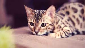 If you prefer dry cat food for your furry friend, you should only choose the best of the best. Steps To Manage Inflammatory Bowel Disease In Cats Petcarerx