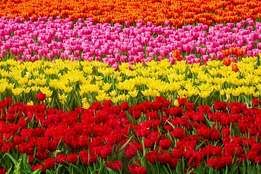 What's the difference between a systemic and a plan? Systemic Definition Of Systemic By Merriam Webster