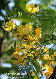 Delonix regia is a species of flowering plant in the bean family fabaceae, subfamily caesalpinioideae native to madagascar. Delonix Regia Var Flavida Golden Royal Poinciana Yellow Poinciana Toptropicals Com