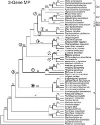 Image result for Strombosiopsis tetrandra