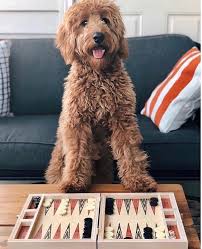 Before you decide to sell your pup, do make it a point to check through the laws of the state that you want to sell it in. Do I Want The Puppy Or The Backgammon Board We Sell One At Mountain Dandy Backgammon Labordoodle Handmade Tr Puppies Labordoodle Dog Best Friend