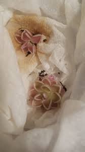 Image result for Pimpinella sp. A. of FZ 4: 594