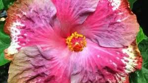 Image result for Hibiscus kirkii