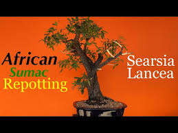 Image result for Searsia rogersii