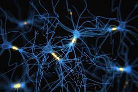 Neurons are specialized cells that transmit chemical and electrical signals. New Tool Offers Snapshots Of Neuron Activity Mit News Massachusetts Institute Of Technology