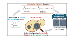 Image result for Intracellular Bacteria